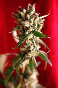 Roots > Reggae Seeds | Semillas Regulares  |  Sativa