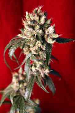 Roots > Reggae Seeds | Graines Normal  |  Sativa