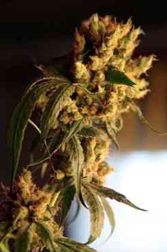 Roots > Reggae Seeds | Graines Normal  |  Sativa