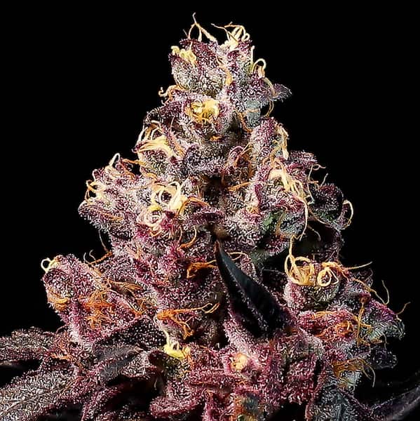 Rose Soda Auto Samen > Anesia Seeds | Autoflowering Hanfsamen  |  Indica