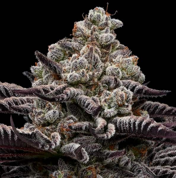 Rose Soda Seed > Anesia Seeds | Feminized Cannabis   |  Indica