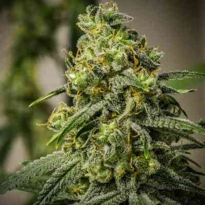 Rosetta Stone > Brothers Grimm | Regular Marijuana   |  Hybrid