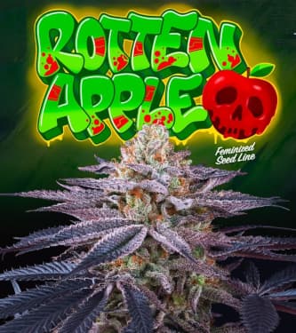 Rotten Apple > Perfect Tree | Feminisierte Hanfsamen  |  Hybrid