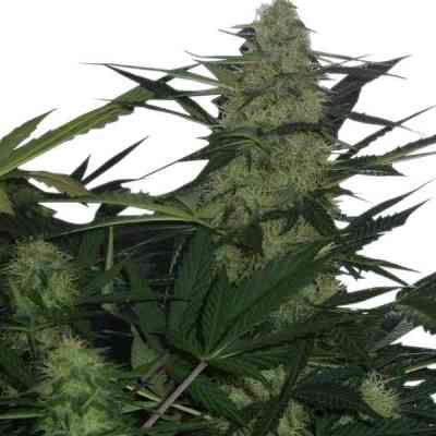 Royal AK Automatic > Royal Queen Seeds | Autoflowering Cannabis   |  Hybrid