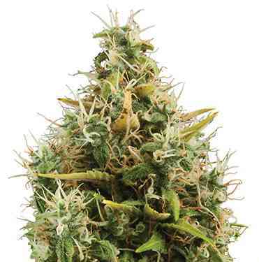 Royal AK Automatic > Royal Queen Seeds | Autoflowering Hanfsamen  |  Hybrid