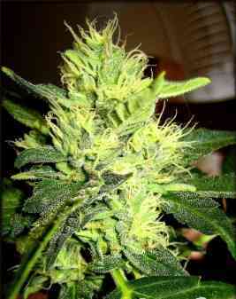 Royal AK Automatic > Royal Queen Seeds | Graines Autofloraison  |  Hybride