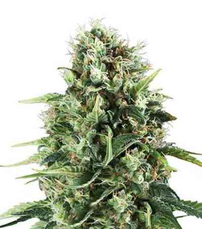 Royal AK > Royal Queen Seeds | Feminized Marijuana   |  hybrid