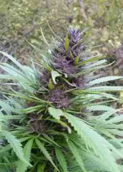 Royal Bluematic > Royal Queen Seeds | Graines Autofloraison  |  Indica