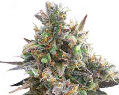 Royal Bluematic > Royal Queen Seeds | Autoflowering Cannabis   |  Indica