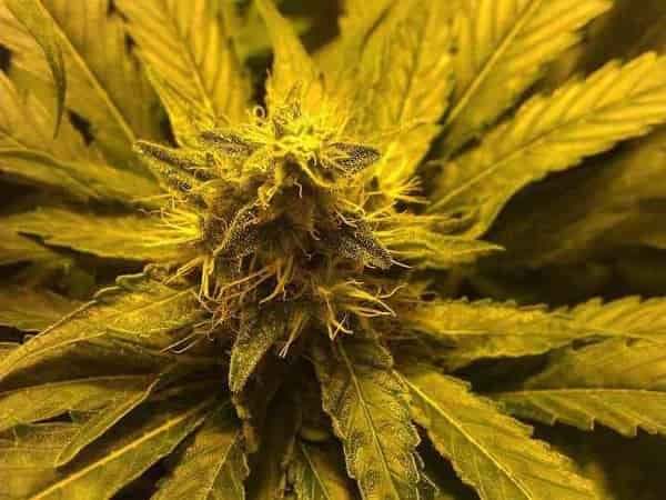 Royal Caramel > Royal Queen Seeds | Feminized Marijuana   |  Indica