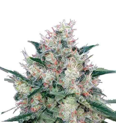 Royal Caramel > Royal Queen Seeds | Feminized Marijuana   |  Indica