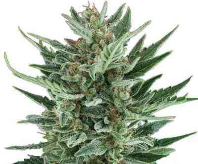 Royal Cheese Automatic > Royal Queen Seeds | Autoflowering Cannabis   |  Indica