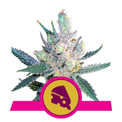 Royal Cheese (Fast Flowering) > Royal Queen Seeds | Graines Féminisées  |  Hybride