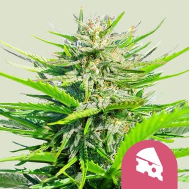 Royal Cheese (Fast Flowering) > Royal Queen Seeds | Feminized Marijuana   |  hybrid