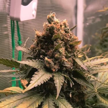 Royal Cheese (Fast Flowering) > Royal Queen Seeds | Feminized Marijuana   |  hybrid