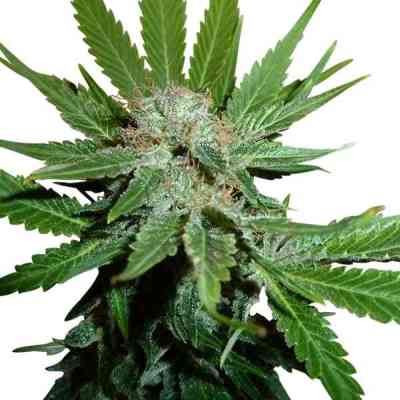 Royal Cheese > Royal Queen Seeds | Feminized Marijuana   |  hybrid