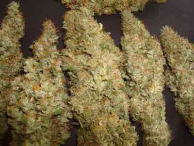 Royal Cheese > Royal Queen Seeds | Feminisierte Hanfsamen  |  Hybrid