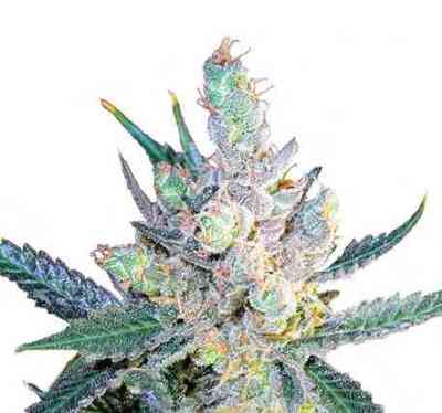 Royal Cheese > Royal Queen Seeds | Semillas feminizadas  |  Híbrido