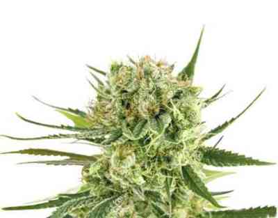Royal Cookies Automatic > Royal Queen Seeds | Semillas de marihuana autoflorecientes  |  Híbrido