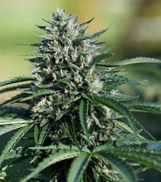 Royal Cookies Automatic > Royal Queen Seeds | Graines Autofloraison  |  Hybride