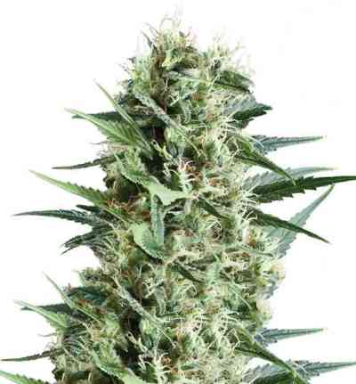 Royal Cookies > Royal Queen Seeds | Feminisierte Hanfsamen  |  Indica