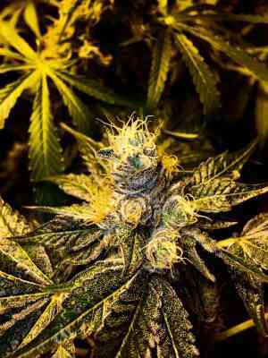 Royal Cookies > Royal Queen Seeds | Feminisierte Hanfsamen  |  Indica