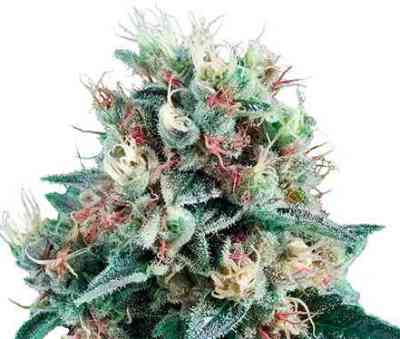 Royal Creamatic > Royal Queen Seeds | Autoflowering Cannabis   |  Indica