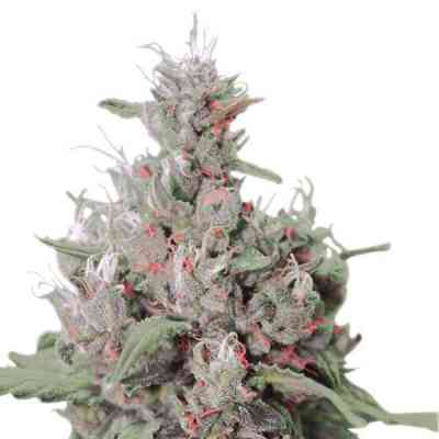 Royal Creamatic > Royal Queen Seeds | Autoflowering Hanfsamen  |  Indica