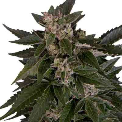 Royal Critical Automatic > Royal Queen Seeds | Graines Autofloraison  |  Indica