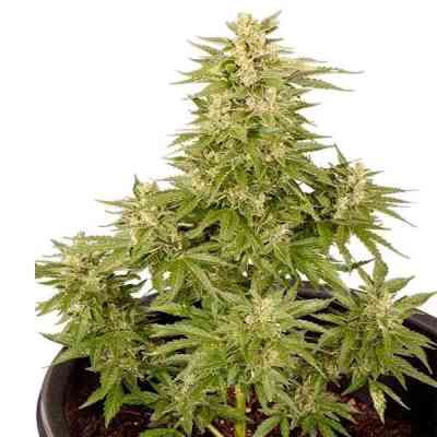 Royal Critical Automatic > Royal Queen Seeds | Autoflowering Cannabis   |  Indica