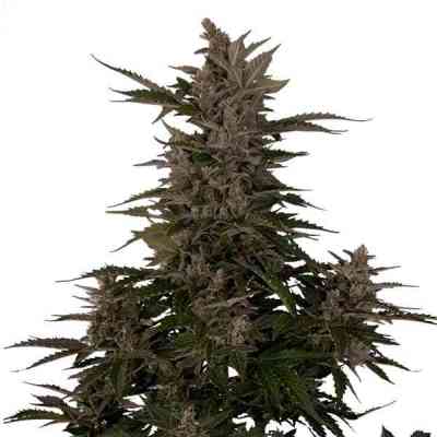 Royal Critical Automatic > Royal Queen Seeds | Semillas autoflorecientes  |  Índica