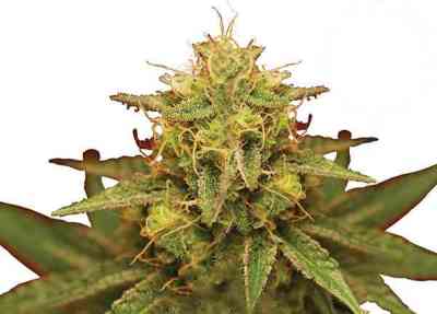 Royal Domina > Royal Queen Seeds | Feminisierte Hanfsamen  |  Indica