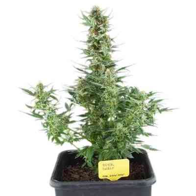 Royal Dwarf > Royal Queen Seeds | Semillas autoflorecientes  |  Sativa