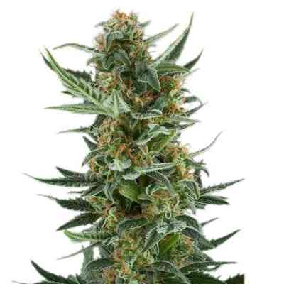 Royal Dwarf > Royal Queen Seeds | Autoflowering Cannabis   |  Sativa