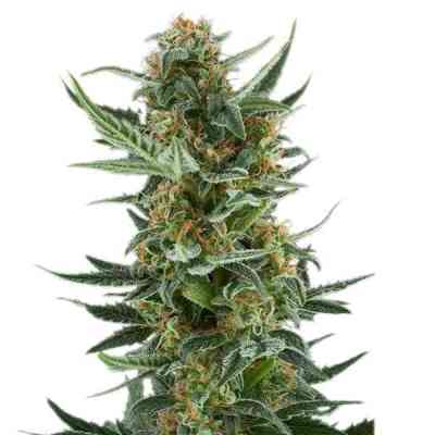 Royal Dwarf > Royal Queen Seeds | Autoflowering Hanfsamen  |  Sativa