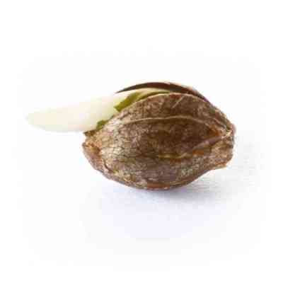 Royal Dwarf > Royal Queen Seeds | Semillas autoflorecientes  |  Sativa