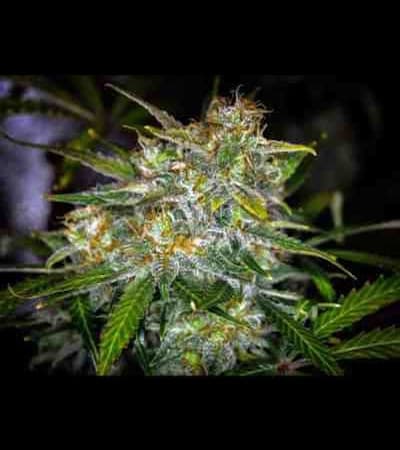 Royal Gorilla Automatic > Royal Queen Seeds | Autoflowering Hanfsamen  |  Hybrid