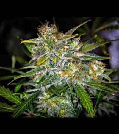 Royal Gorilla Automatic > Royal Queen Seeds | Autoflowering Cannabis   |  Hybrid