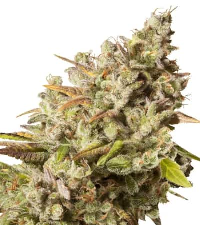 Royal Gorilla > Royal Queen Seeds | Feminized Marijuana   |  hybrid