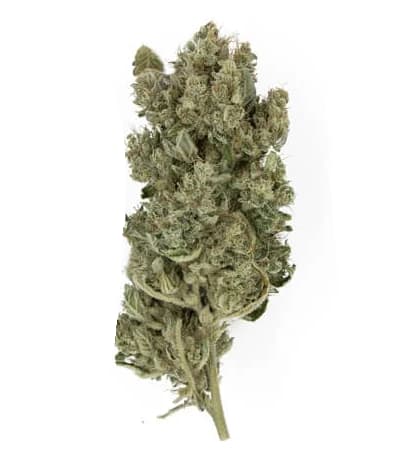 Royal Gorilla > Royal Queen Seeds | Feminized Marijuana   |  hybrid