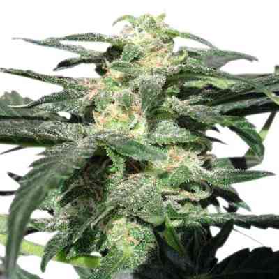 Royal Haze Automatic > Royal Queen Seeds | Autoflowering Cannabis   |  Sativa