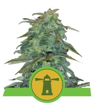 Royal Haze Automatic > Royal Queen Seeds | Semillas autoflorecientes  |  Sativa