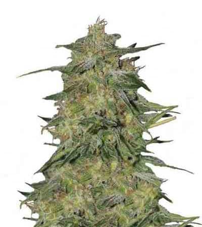 Royal Highness > Royal Queen Seeds