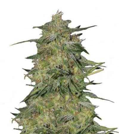 Royal Highness > Royal Queen Seeds | Feminized Marijuana   |  hybrid