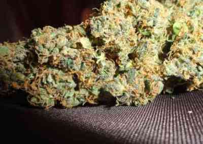 Jack Herer Automatic > Royal Queen Seeds | Semillas de marihuana autoflorecientes  |  Híbrido