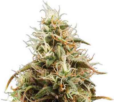 Jack Herer Automatic > Royal Queen Seeds | Semillas autoflorecientes  |  Híbrido