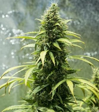 Royal Jack Automatic > Royal Queen Seeds | Semillas autoflorecientes  |  Sativa