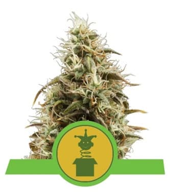 Royal Jack Automatic > Royal Queen Seeds | Graines Autofloraison  |  Sativa