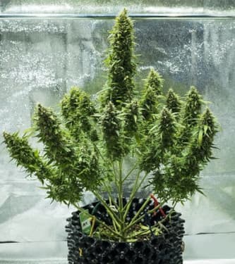 Royal Jack Automatic > Royal Queen Seeds | Autoflowering Cannabis   |  Sativa