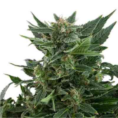 Royal Kush Automatic > Royal Queen Seeds | Autoflowering Cannabis   |  Indica